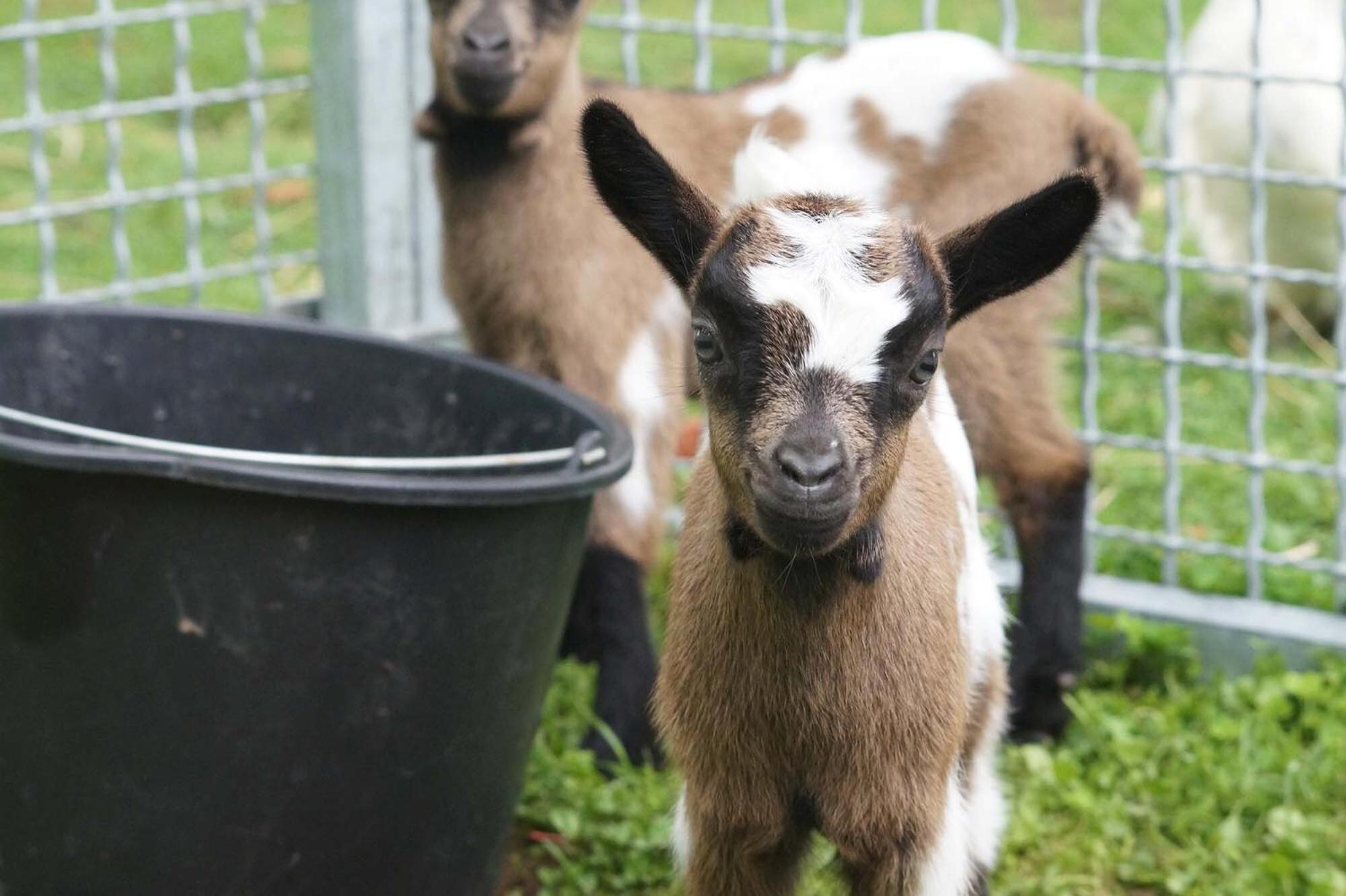 Logements Insolites A La Ferme - Yourte, Kota Ou Pod Farbus Eksteriør bilde